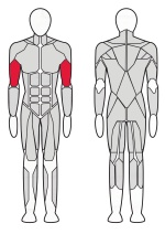 Бицепс машина X-line R XR106